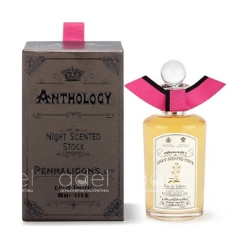Night Scented Stock