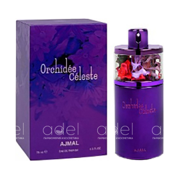 Orchidee Celeste